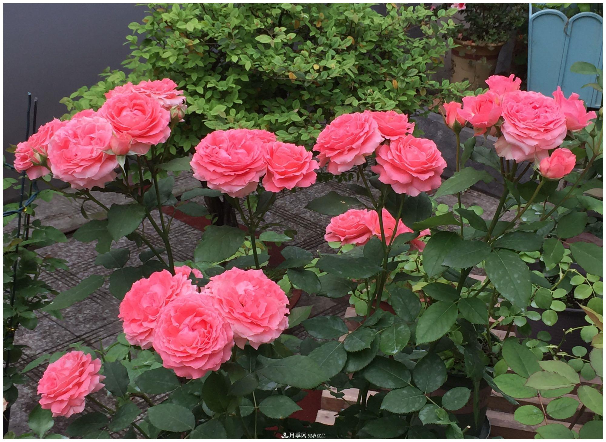 誰(shuí)說(shuō)月光族就不配養(yǎng)花？這20種月季花月薪3000也能養(yǎng)(圖22)