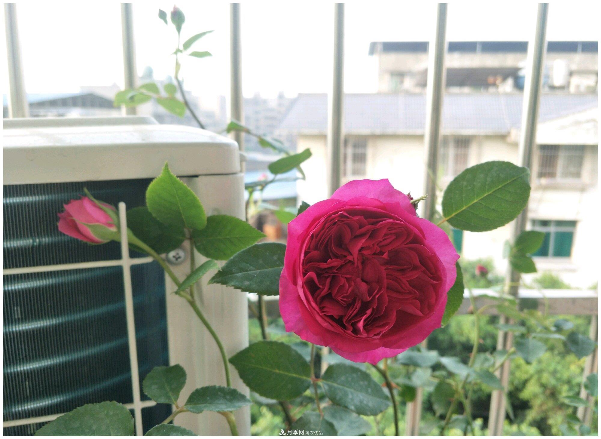 誰(shuí)說(shuō)月光族就不配養(yǎng)花？這20種月季花月薪3000也能養(yǎng)(圖21)