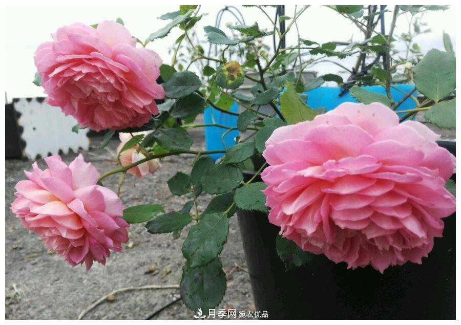 誰(shuí)說(shuō)月光族就不配養(yǎng)花？這20種月季花月薪3000也能養(yǎng)(圖24)