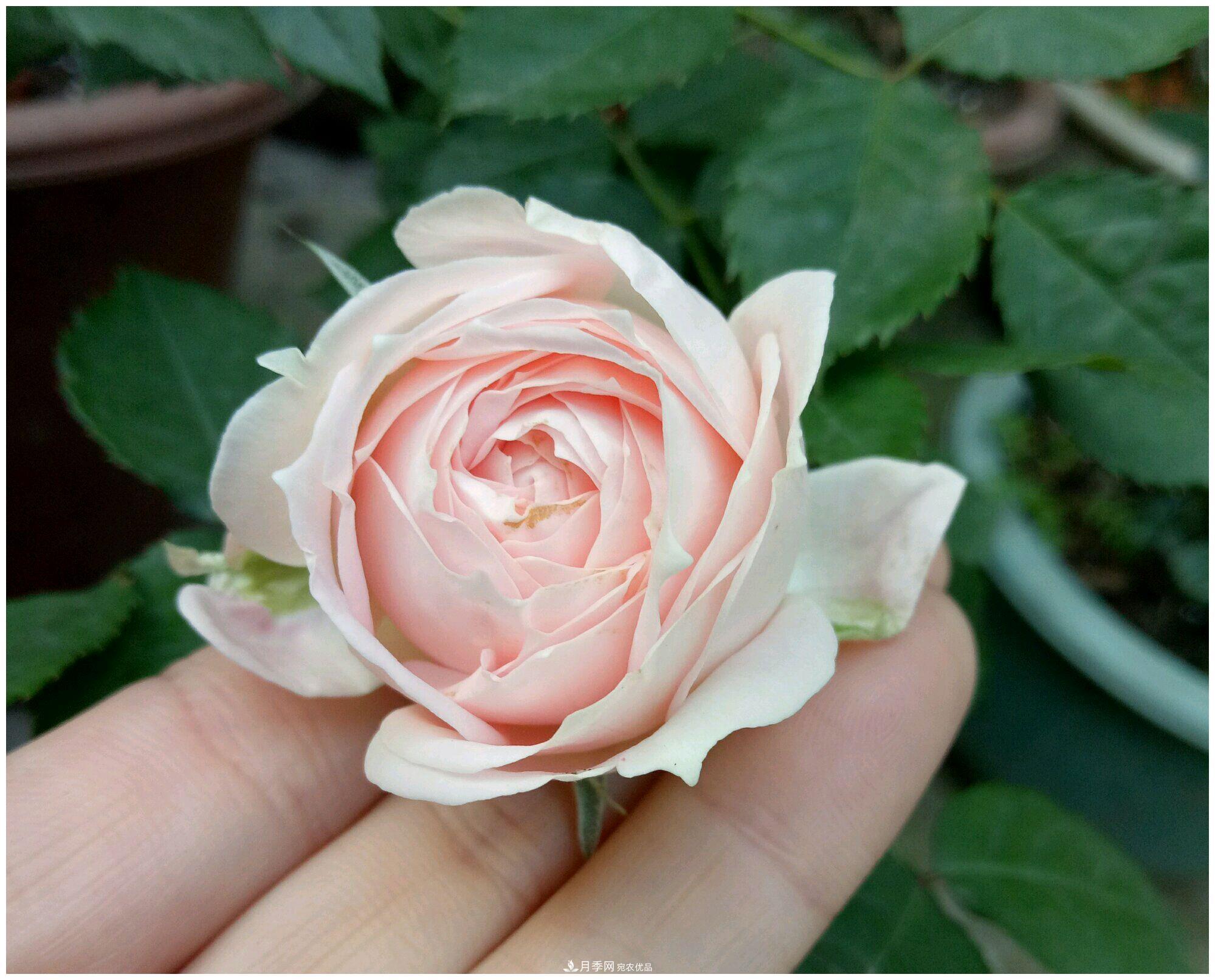誰(shuí)說(shuō)月光族就不配養(yǎng)花？這20種月季花月薪3000也能養(yǎng)(圖23)