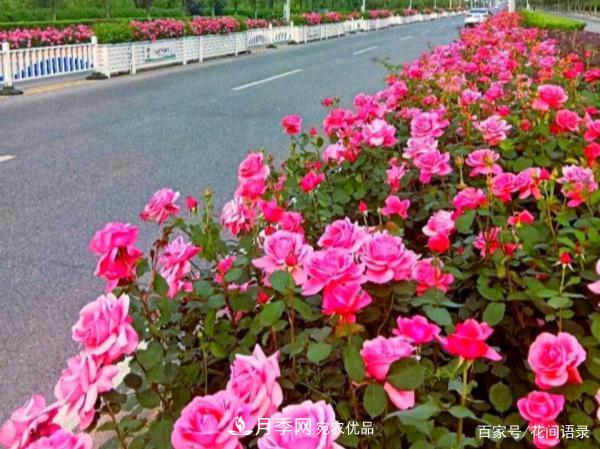 安徽銅陵公路旁種滿“高級(jí)月季”，大家說(shuō)太漂亮，繞路也要去看花(圖1)
