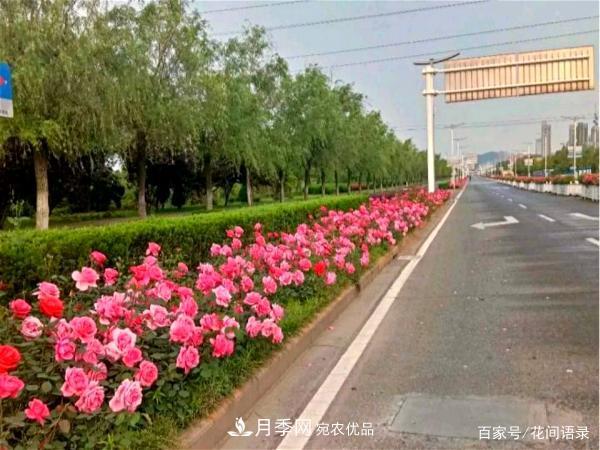安徽銅陵公路旁種滿“高級(jí)月季”，大家說(shuō)太漂亮，繞路也要去看花(圖5)