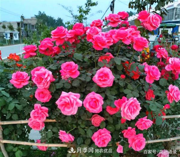 安徽銅陵公路旁種滿“高級(jí)月季”，大家說(shuō)太漂亮，繞路也要去看花(圖3)