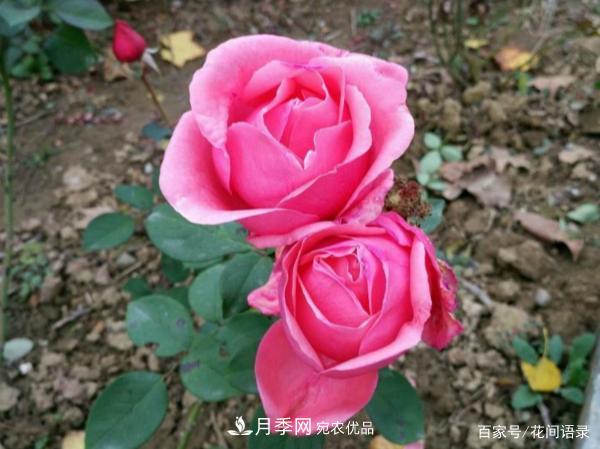 安徽銅陵公路旁種滿“高級(jí)月季”，大家說(shuō)太漂亮，繞路也要去看花(圖4)