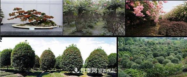 先抑后揚(yáng)，上半年四川溫江的花木賣了12億(圖2)