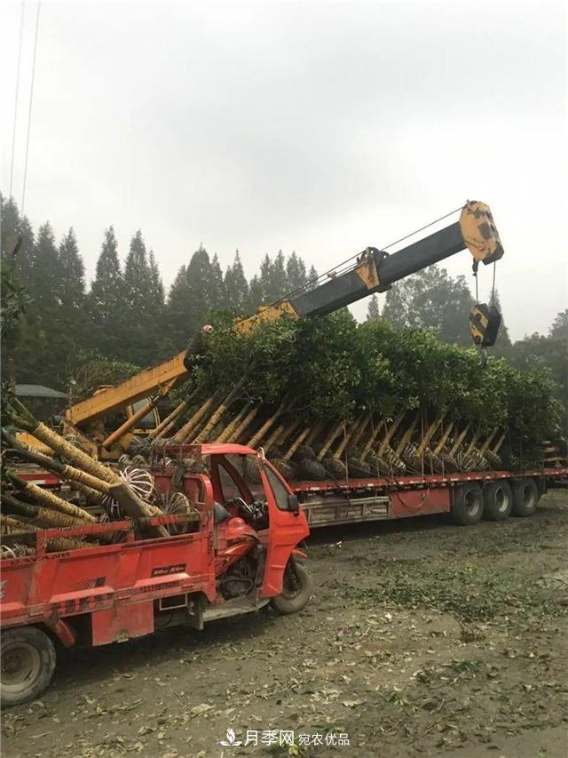 先抑后揚(yáng)，上半年四川溫江的花木賣了12億(圖1)