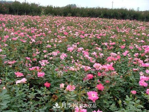 影響南陽豐花月季生長的因素有哪些？(圖1)