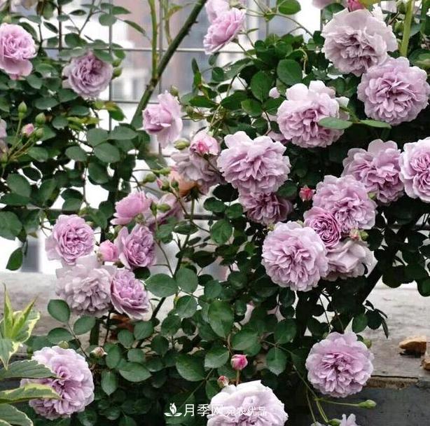 盆栽藤本月季花，該怎么延長花期、提高開花量？做到5點就夠了(圖1)