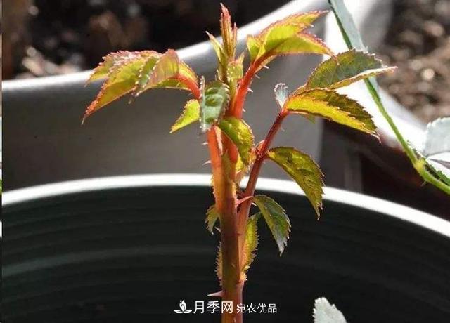 月季總黃葉？避開這“三個誤區(qū)”，15天憋出一圈筍芽，花開小半年(圖3)