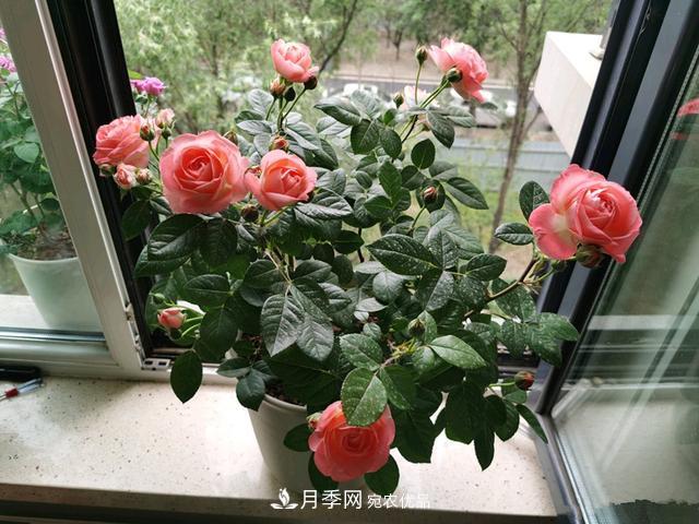 月季總黃葉？避開這“三個誤區(qū)”，15天憋出一圈筍芽，花開小半年(圖2)