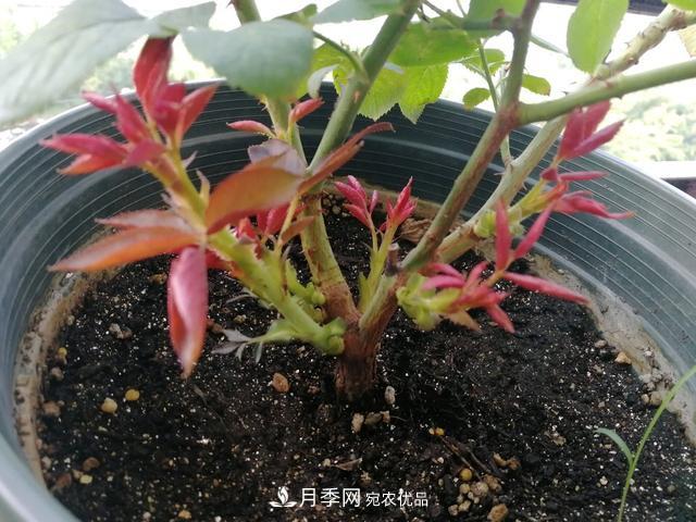 月季總黃葉？避開這“三個誤區(qū)”，15天憋出一圈筍芽，花開小半年(圖4)