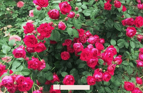 月季花愛長(zhǎng)個(gè)開花多，養(yǎng)上2-3年就成“花墻”，值得擁有(圖3)