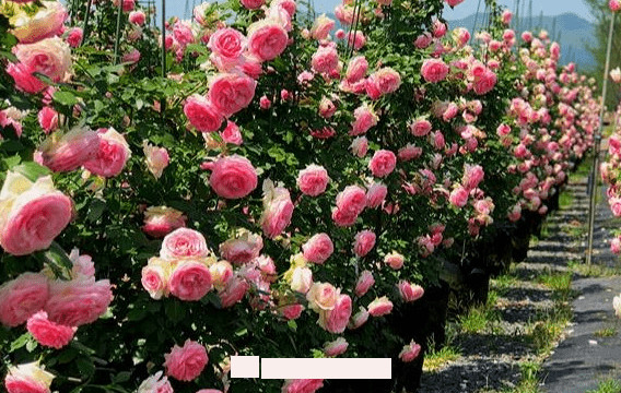 月季花愛長(zhǎng)個(gè)開花多，養(yǎng)上2-3年就成“花墻”，值得擁有(圖2)