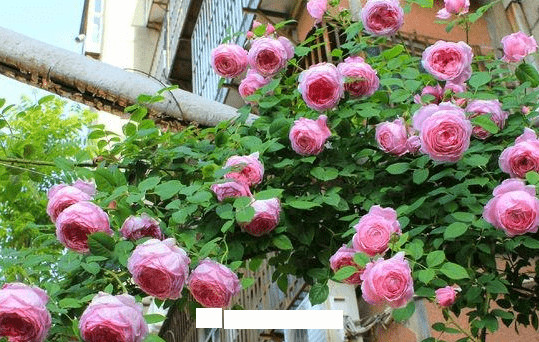 月季花愛長(zhǎng)個(gè)開花多，養(yǎng)上2-3年就成“花墻”，值得擁有(圖6)