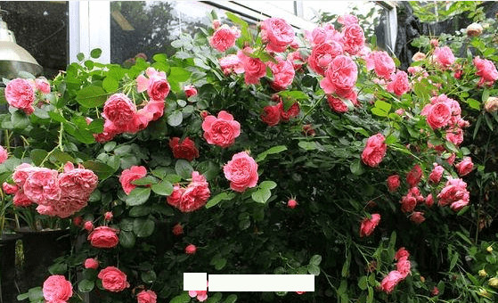 月季花愛長(zhǎng)個(gè)開花多，養(yǎng)上2-3年就成“花墻”，值得擁有(圖5)