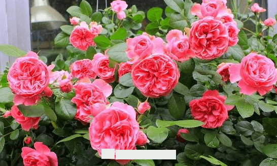 月季花愛長(zhǎng)個(gè)開花多，養(yǎng)上2-3年就成“花墻”，值得擁有(圖4)