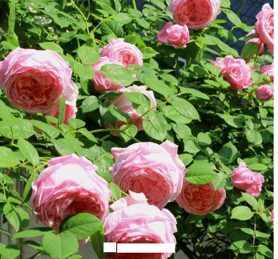 月季花愛長(zhǎng)個(gè)開花多，養(yǎng)上2-3年就成“花墻”，值得擁有(圖8)
