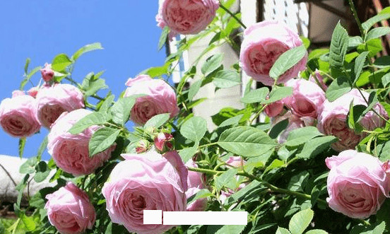 月季花愛長(zhǎng)個(gè)開花多，養(yǎng)上2-3年就成“花墻”，值得擁有(圖7)
