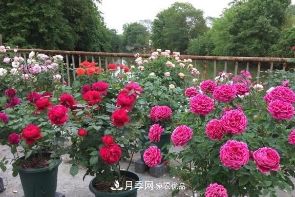 養(yǎng)月季，澆水很關(guān)鍵，學(xué)會這2個“竅門”，枝繁葉茂花滿枝(圖4)