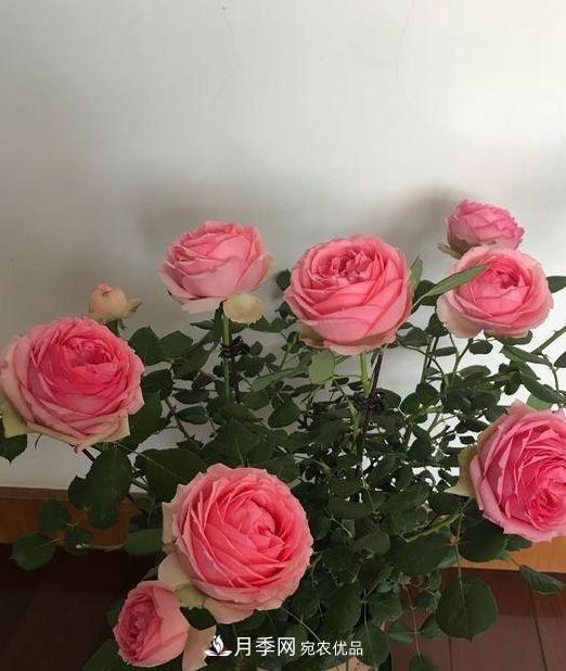 養(yǎng)月季，澆水很關(guān)鍵，學(xué)會這2個“竅門”，枝繁葉茂花滿枝(圖2)