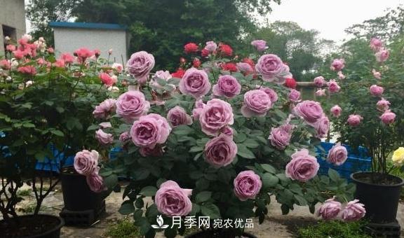 養(yǎng)月季，澆水很關(guān)鍵，學(xué)會這2個“竅門”，枝繁葉茂花滿枝(圖3)