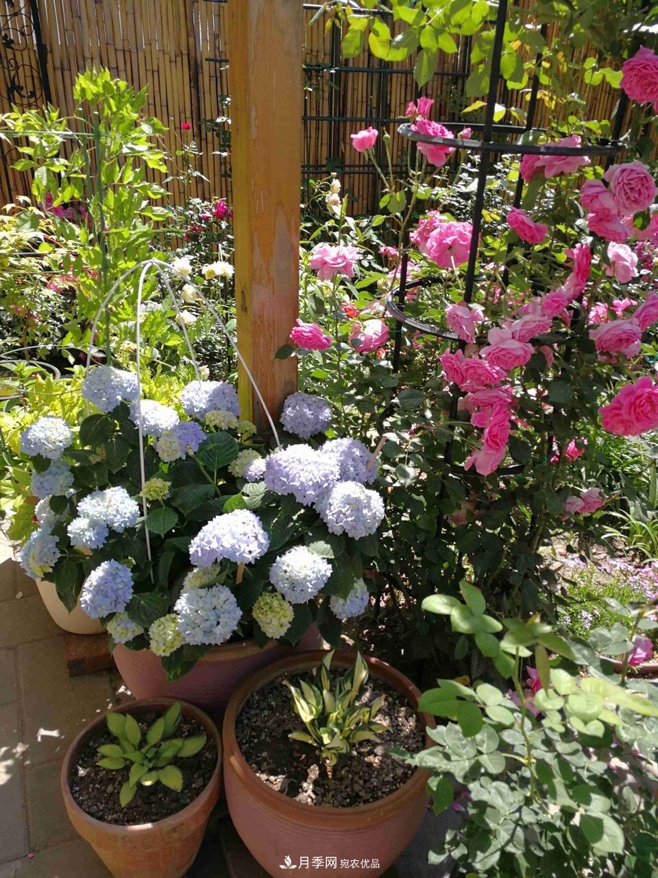 養(yǎng)月季花必備“3種肥”，每月花盆撒一點(diǎn)(圖6)