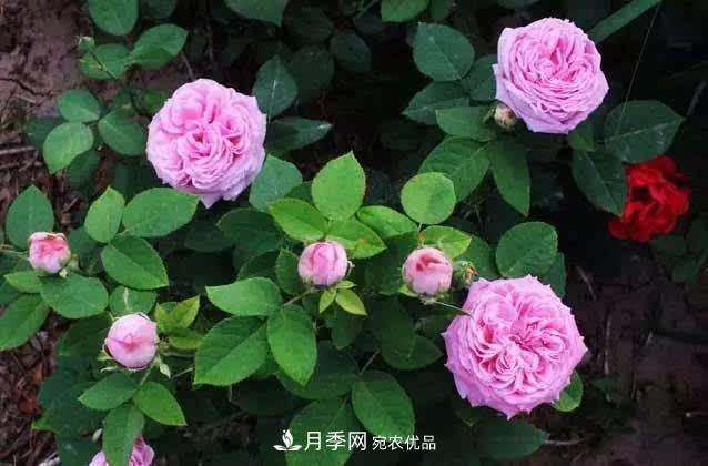 月季修剪有技巧，知道幾個(gè)養(yǎng)護(hù)小妙招，花謝了還能開(kāi)好幾茬(圖2)