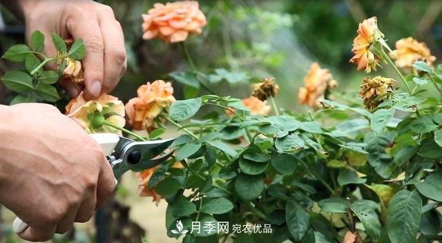 月季修剪有技巧，知道幾個(gè)養(yǎng)護(hù)小妙招，花謝了還能開(kāi)好幾茬(圖1)