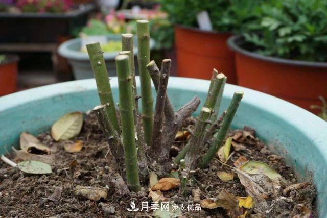 月季修剪有技巧，知道幾個(gè)養(yǎng)護(hù)小妙招，花謝了還能開(kāi)好幾茬(圖3)