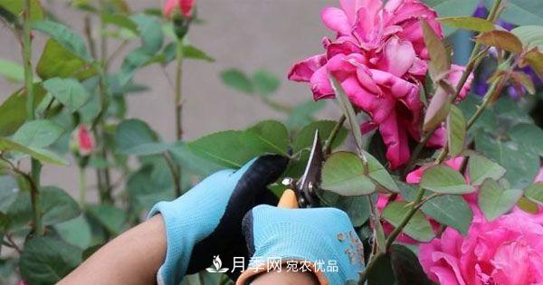 月季修剪有技巧，知道幾個(gè)養(yǎng)護(hù)小妙招，花謝了還能開(kāi)好幾茬(圖4)