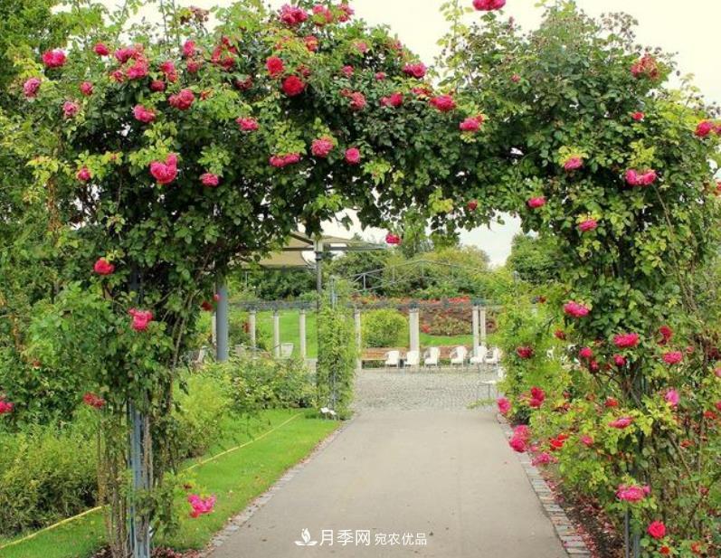 推薦10種紅色系藤本月季，富貴又喜慶，養(yǎng)一棵開(kāi)一片(圖1)