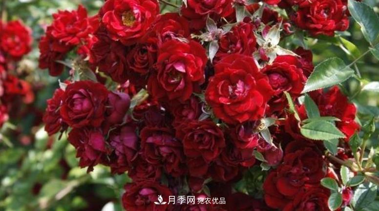 推薦10種紅色系藤本月季，富貴又喜慶，養(yǎng)一棵開(kāi)一片(圖8)