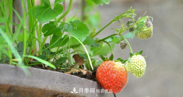 上海發(fā)布《窗陽臺綠化推薦植物名錄》，月季花在列，好不好養(yǎng)來看看(圖4)