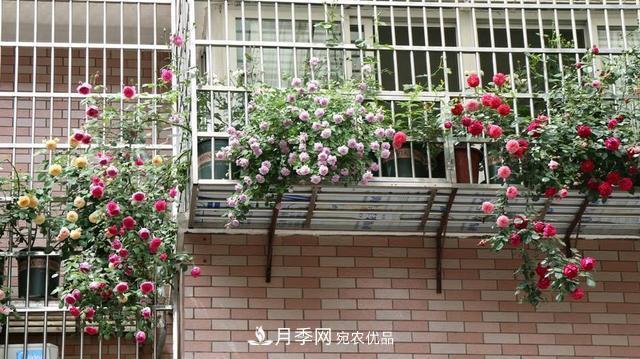 上海發(fā)布《窗陽臺綠化推薦植物名錄》，月季花在列，好不好養(yǎng)來看看(圖2)