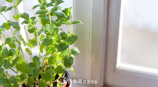 上海發(fā)布《窗陽臺綠化推薦植物名錄》，月季花在列，好不好養(yǎng)來看看(圖6)
