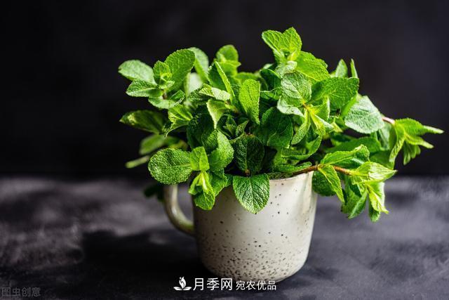 上海發(fā)布《窗陽臺綠化推薦植物名錄》，月季花在列，好不好養(yǎng)來看看(圖5)