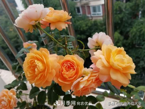 養(yǎng)多少月季，才能實(shí)現(xiàn)切花自由？這3棵就夠了(圖1)