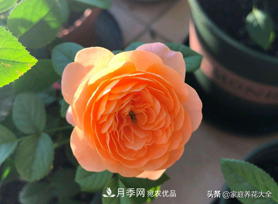 養(yǎng)多少月季，才能實(shí)現(xiàn)切花自由？這3棵就夠了(圖2)