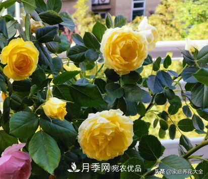 養(yǎng)多少月季，才能實(shí)現(xiàn)切花自由？這3棵就夠了(圖3)