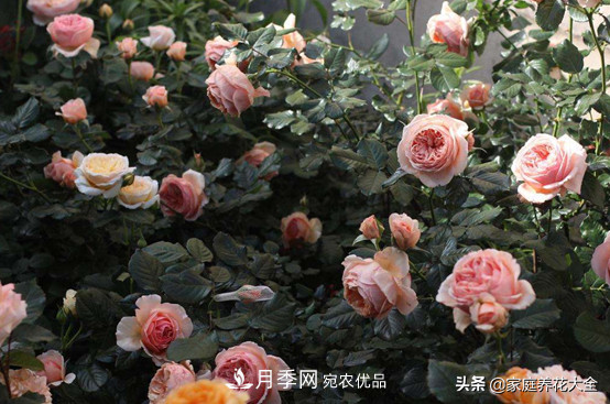養(yǎng)多少月季，才能實(shí)現(xiàn)切花自由？這3棵就夠了(圖4)
