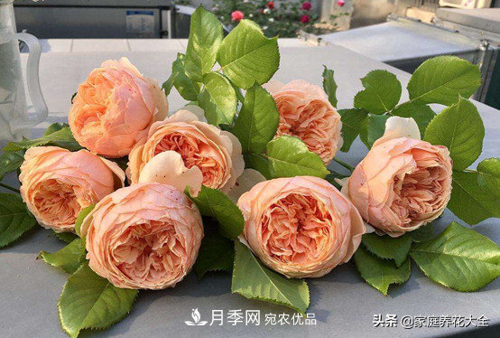 養(yǎng)多少月季，才能實(shí)現(xiàn)切花自由？這3棵就夠了(圖5)