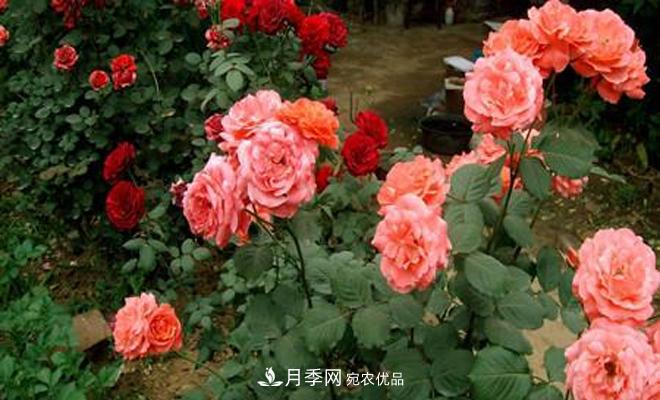 立秋以后，月季修剪及養(yǎng)護(hù)重點(diǎn)(圖1)