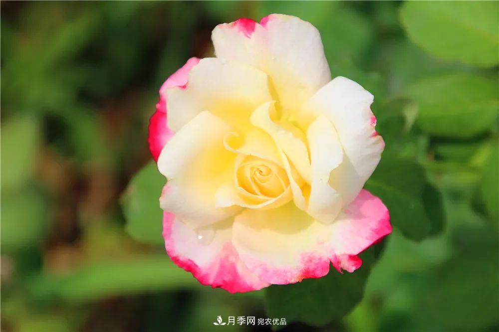 月季為什么一直不開花？問(wèn)題出現(xiàn)這里(圖1)