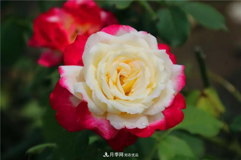 月季為什么一直不開花？問(wèn)題出現(xiàn)這里(圖2)