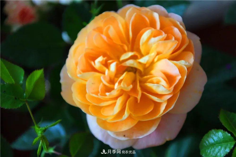 月季為什么一直不開花？問(wèn)題出現(xiàn)這里(圖3)
