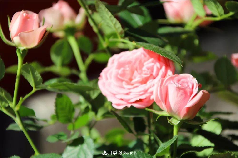 月季為什么一直不開花？問(wèn)題出現(xiàn)這里(圖4)