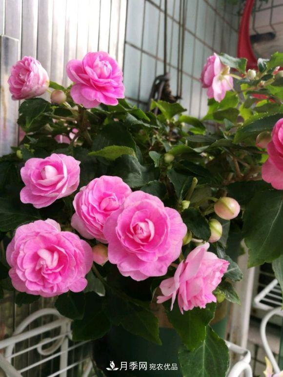 比月季開花多，比茉莉好看，花瓣層層疊疊似牡丹，花期300天(圖1)