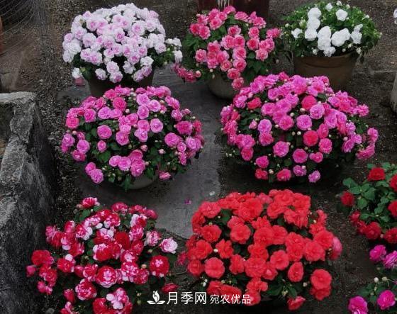 比月季開花多，比茉莉好看，花瓣層層疊疊似牡丹，花期300天(圖3)