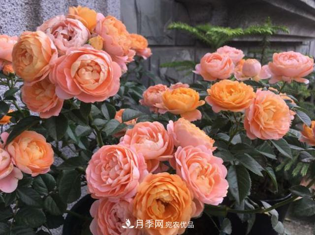 家中養(yǎng)月季花，老是愛黑桿？原來(lái)是2個(gè)“細(xì)節(jié)”犯了錯(cuò)(圖2)