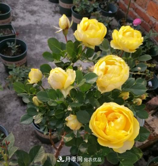 夏季購買月季花，葉片發(fā)黃嘩嘩掉，學會1招緩苗，新芽呼呼冒不停(圖3)